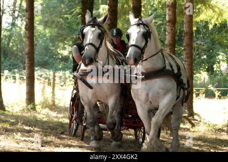 Kutschfahrten in Charente, Frankreich, mit einem Team von zwei Percheron-Pferden, die über Waldgebiete verhandeln. Blick auf den Kopf. Stockfoto