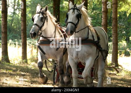 Kutschfahrten in Charente, Frankreich, mit einem Team von zwei Percheron-Pferden, die über Waldgebiete verhandeln. Blick auf den Kopf. Stockfoto