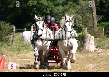 Kutschfahrten in Charente, Frankreich, mit einem Team von zwei Percheron-Pferden im offenen Land. Blick auf den Kopf. Stockfoto