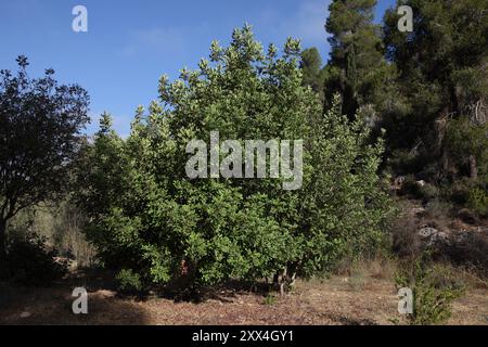 Johannisbrot, Johannisbrot oder Ceratonia Siliqua, blühender immergrüner Baum in der Unterfamilie der Caesalpinioideae, der Familie der Leguminosen Fabaceae, ein Karem Stockfoto