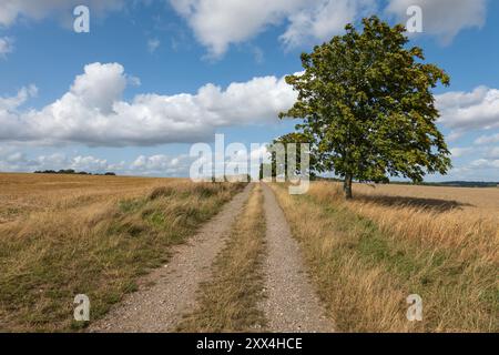 Bridleway durch Weizenfelder mit grünem Baum, East Garston, Berkshire, England, Vereinigtes Königreich, Europa Stockfoto