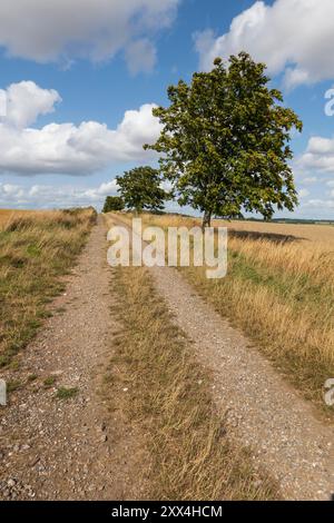 Bridleway durch Weizenfelder mit grünem Baum, East Garston, Berkshire, England, Vereinigtes Königreich, Europa Stockfoto