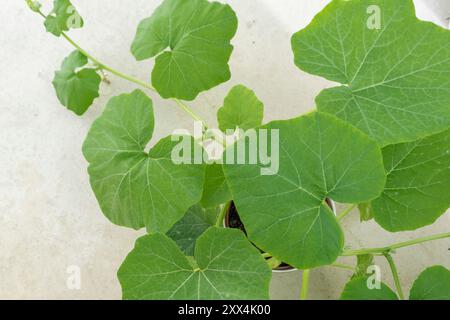 Eine gebrannte Kürbispflanze (Cucurbita), die in einem weißen Topf auf einem Balkon in Europa wächst Stockfoto