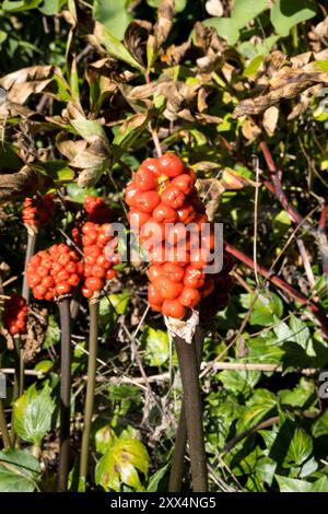 Lords und Ladies Pflanzen Stockfoto