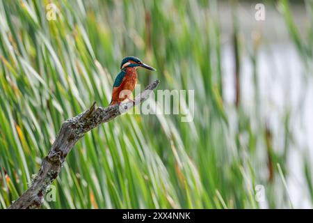 Kingfisher Alcedo an diesem orangen Unterteil blauen Oberteil elektrisch-blauer Rückendolch wie schwarzer Schnabel, weißer Patch am Hals, kurzer Schwanz und Beine auf Barsch Stockfoto