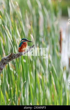 Kingfisher Alcedo an diesem orangen Unterteil blauen Oberteil elektrisch-blauer Rückendolch wie schwarzer Schnabel, weißer Patch am Hals, kurzer Schwanz und Beine auf Barsch Stockfoto