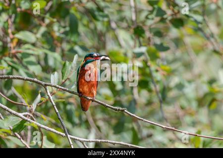 Kingfisher Alcedo an diesem orangen Unterteil blauen Oberteil elektrisch-blauer Hinterdolch wie schwarzer Schnabel, weißer Patch am Hals, kurzer Schwanz und Beine am Ast Stockfoto