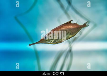 Porträt des Fischs, der im Aquarium lebt. Langspindelschnipfisch (Macroramphosus scolopax), auch bekannt als Balgfisch oder Trompetenfisch. Stockfoto