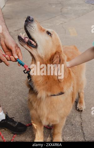 Niedlicher goldener Retriever-Hund, der gestreichelt wird Stockfoto