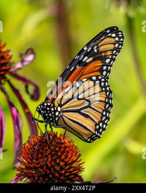 Ein Monarchschmetterling landet im frühen Herbst auf einem violetten Konflower. Stockfoto