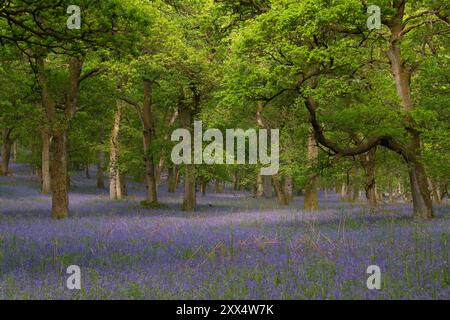 Sonnenlicht auf einem Teil der Bluebells (Hyacinthoides Non-Scripta) unter den Eichen im Kinclaven Bluebell Wood Stockfoto