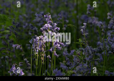 Dappled Sunshine auf einem Fleck von Bluebells (Hyacinthoides non-scripta), die im Wald wachsen Stockfoto