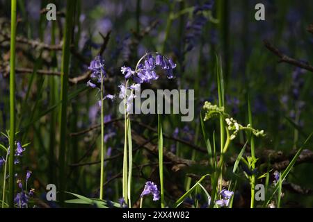 Sonnenlicht auf einheimischen Bluebells (Hyacinthoides non-scripta), die im Wald wachsen Stockfoto