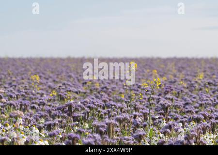 Ein violettes Feld von Phacelia (Phacelia tanacetifolia), das auf Aberdeenshire als Unkrautunterdrücker und Stickstoffhalter wächst Stockfoto