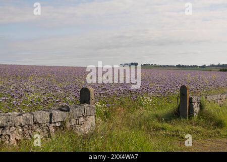 Ein Tor durch eine Steinmauer, das in ein Feld aus Lavendelblau Phacelia (Phacelia tanacetifolia) und verschiedenen Wildblumen führt Stockfoto