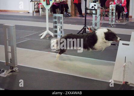 Lincoln, Großbritannien - 4. August 2024: Ein Hund, der eine Spur entlang sprintet, während er an den UK Flyball Championships auf dem Lincolnshire Showground teilnahm. Stockfoto