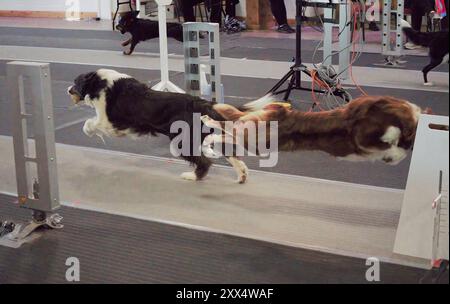 Lincoln, Großbritannien - 4. August 2024: Hunde, die bei den UK Flyball Championships auf dem Lincolnshire Showground eine Spur runterspringen. Stockfoto