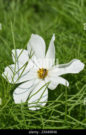 Der weiße Kosmos (Cosmos sulfurus, Cosmos bipinnatus), ein jährlich aus der Familie der Asteraceae, blüht an einem hellen Sommertag, während eine Biene Nektar trinkt. Stockfoto