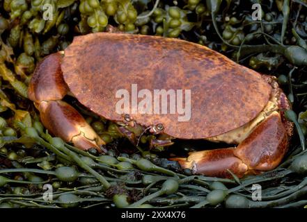 Lebende Krebskrabben (Cancer pagurus), die von Fischern gefangen und auf Algen gelegt wurden, Berwickshire, Scottish Borders, Schottland, Juli Stockfoto