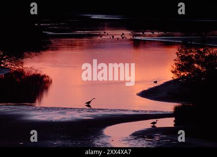 Graureiher (Ardea cinerea) Silhouetten von Reihern, die in der Abenddämmerung durch flaches Wasser nach Beute suchen, The Mound, Loch Fleet, Schottland. Stockfoto