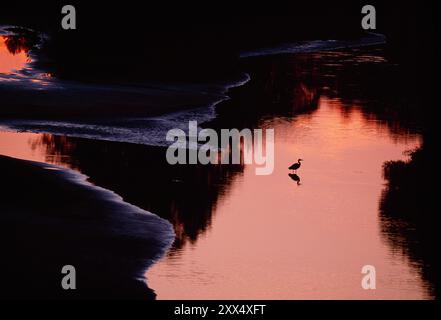 Graureiher (Ardea cinerea) Silhouette eines Reihers, der in der Abenddämmerung durch flaches Wasser nach Beute sucht, The Mound, Loch Fleet, Schottland Stockfoto