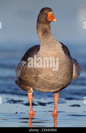 Graugans (Anser anser) erwachsene Wildtiere, die auf der Oberfläche eines teilweise gefrorenen Teichs im Stadtpark Edinburgh, Schottland, im Januar stehen Stockfoto