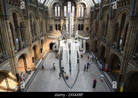 Hope - das Skelett eines jungen weiblichen Blauwals, der in der Hintze Hall im Natural History Museum in London aufgehängt ist Stockfoto