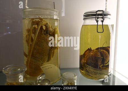 Ein Hummer (links) und Kokoskrabben (rechts), die in Alkohol in der Spirituosensammlung des Natural History Museum in London aufbewahrt werden Stockfoto