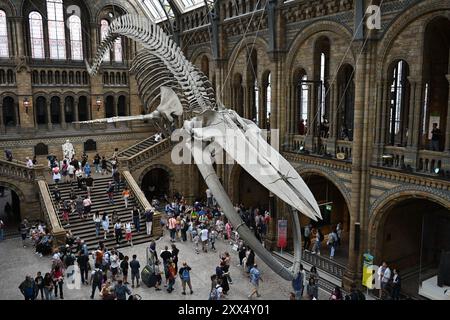 Hope - das Skelett eines jungen weiblichen Blauwals, der in der Hintze Hall im Natural History Museum in London aufgehängt ist Stockfoto