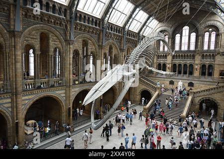 Hope - das Skelett eines jungen weiblichen Blauwals, der in der Hintze Hall im Natural History Museum in London aufgehängt ist Stockfoto