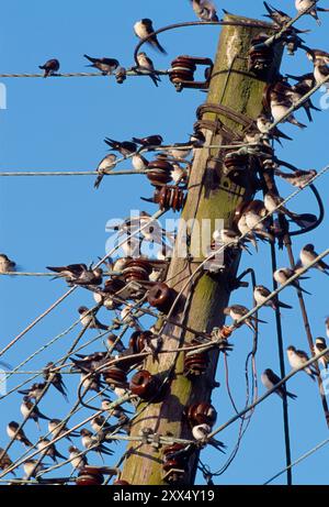 House Martins (Delichon urbica), das vor der Migration auf Telefonleitungen zusammenströmt, Berwickshire, Scottsh Borders, Schottland, September Stockfoto