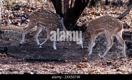 Gepunktete Hirsche sind bekannt für ihre charakteristischen weißen Flecken auf einem rotbraunen Fell. Sie sind in Südasien beheimatet und ein häufiger Anblick in Grasland. Stockfoto