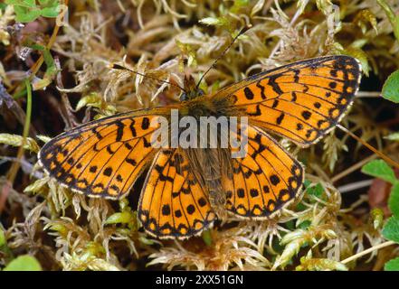 Kleiner, perlenumrandeter Fritillary Butterfly (Boloria selene) bei warmem, feuchtem Wetter, Isle of Rum, Innere Hebriden, Schottland Stockfoto