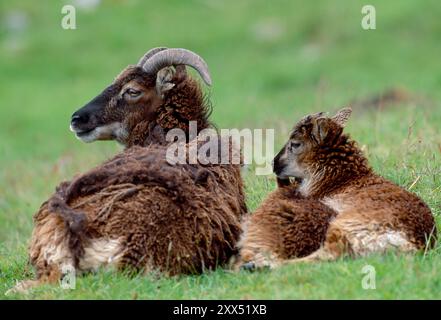 Soay-Schaf (Ovis aries) weiblich mit Lämmchen, fotografiert auf der Weltkulturerbestätte Hirta, St. Kilda, Schottland, Juni 1986 Stockfoto