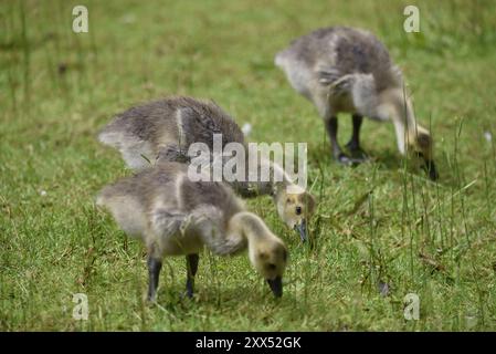 Nahaufnahme von 3 Kanadiengänsen (Branta canadensis) nebeneinander, die im Juni in einem Park in Großbritannien im rechten Profil auf kurzem Gras auf der Suche sind Stockfoto