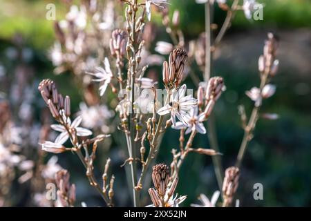 Nahaufnahme von blühenden Pflanzen mit weißen und rosa Blüten. Eine Biene bestäubt eine Blume mit einem verschwommenen Hintergrund, der den Vordergrund hervorhebt Stockfoto