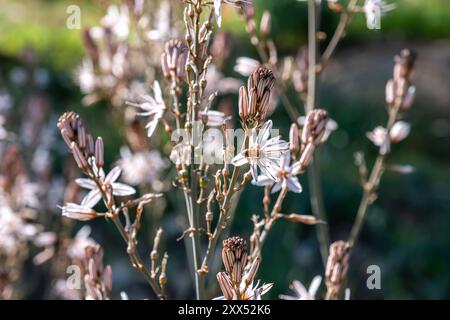 Nahaufnahme von blühenden Pflanzen mit weißen und rosa Blüten. Eine Biene bestäubt eine Blume mit einem verschwommenen Hintergrund, der den Vordergrund hervorhebt Stockfoto