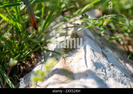 Eine raupe, die auf einem von Gras umgebenen Felsen liegt und sich in die natürliche Umgebung einfügt und die frühen Phasen ihres Lebenszyklus veranschaulicht Stockfoto