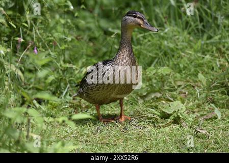 Porträt einer weiblichen Mallard (Anas platyrhynchos), die in Richtung Kamera in der Sonne geht, mit dem Kopf nach rechts gedreht und dem sonnenbeleuchteten Auge, Großbritannien Stockfoto