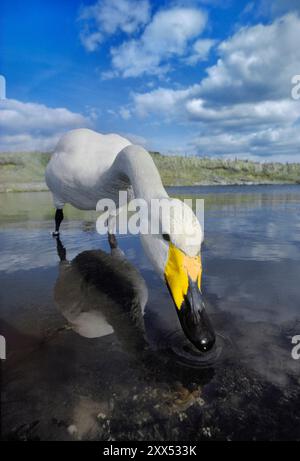 Singschwan (Cygnus cygnus), der sich im flachen Wasser um den Rand eines Teichs herumtreibt, um Nahrung zu erhalten, Northumberland, England, Februar Stockfoto