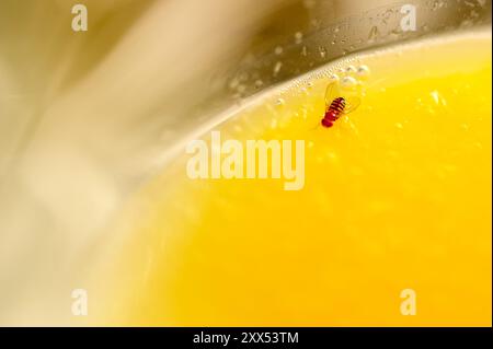 Insekten am Rand eines Glases Orangensaft. Perfektes Foto für Biologie- und Ökologie-Studien. Stockfoto