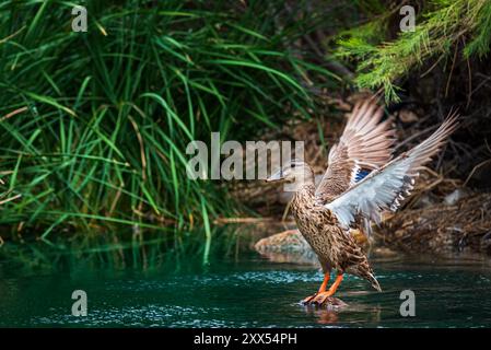 Weibliche Mallard Duck Flapping Wings im Uferreservat der Water Ranch in Gilbert, Arizona. Stockfoto