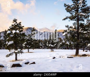 Malerische Winterszene im Buffalo Park in Flagstaff, Arizona Stockfoto