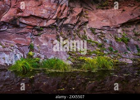 Üppiges grünes Moos bedeckt die roten Felswände entlang des West Fork Oak Creek Trail in Arizona, wobei das Wasser des Baches in der Nähe fließt. Stockfoto