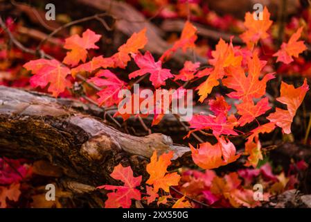 Leuchtende orange-rote Herbstblätter ruhen auf einem gefallenen Baum am West Fork of Oak Creek, Sedona, Arizona Stockfoto