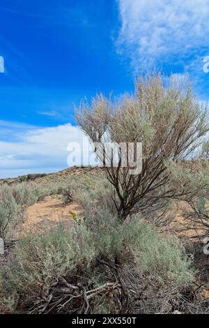Dünne Buschgebiete mit trockenem Wüstenrasen unter dem leuchtend blauen Himmel des Petroglyph National Monument außerhalb von Albuquerque New Mexico Stockfoto