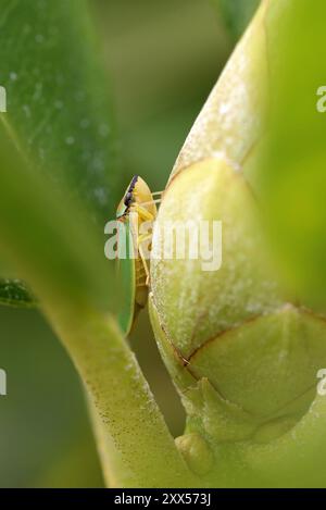 Ein grüner und roter Rhododendron-Blattrichter auf einer Rhododendron-Knospe und schaut nach oben Stockfoto