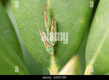 Drei grüne rote Rhododendron-Blatttüpfer hintereinander auf einem grünen Blatt, von oben gesehen mit einem Rhododendron-Blatt Stockfoto