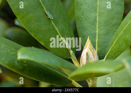 Eine Gruppe von drei grün-roten Rhododendron-Blattrichtern auf grünen Rhododendron-Blättern und Knospen von oben gesehen Stockfoto