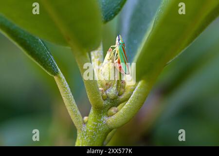 Ein grün-roter Rhododendron-Blattrichter, der auf einer Rhododendron-Knospe eigt Stockfoto